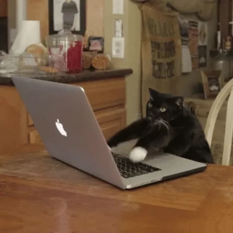 cat working